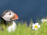 *** Atlantic Puffin ***