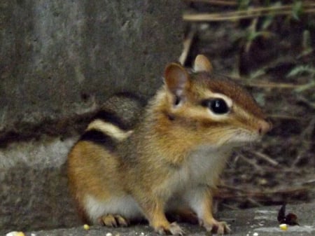 sitting pretty - brown, rodent, chipmunk, tan