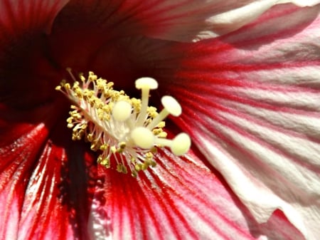 hibiscus - hibiscus, flower, petals, red