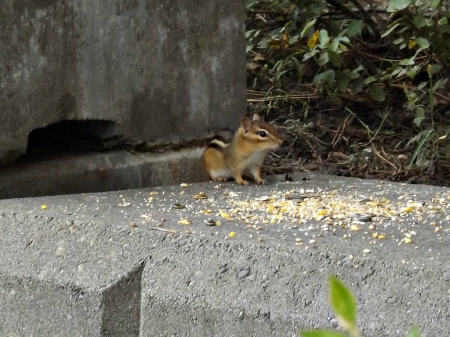 enjoying the heat - small, rodent, chipmunk, brown