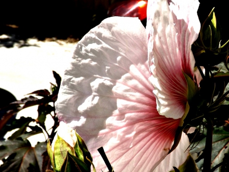 hibiscus - hibiscus, flowers, petals, red