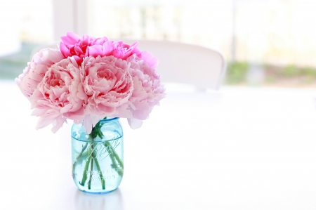 *** Peonies *** - flowers, nature, flower, pink, peonies