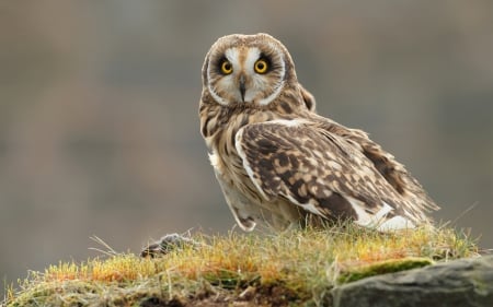 *** Owl *** - animal, owl, animals, birds