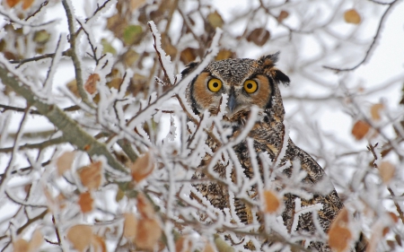 *** Owl *** - animal, owl, animals, birds