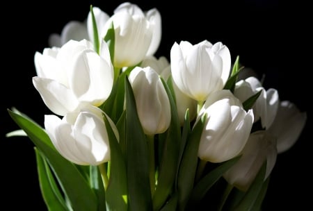 *** White tulips *** - popular, photography, tulips, wallpaper, white, nature, abstract, white tulips, flowers, flower