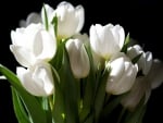 *** White tulips ***