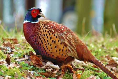 *** Beautiful bird ***