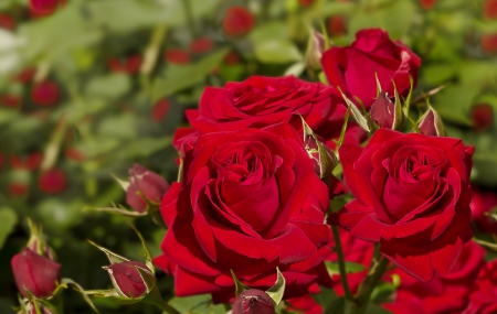 *** Red roses *** - red, flower, roses, flowers, nature