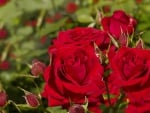 *** Red roses ***