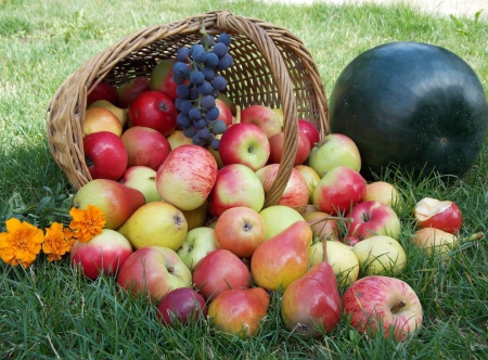 *** Apples *** - apples, baskets, nature, fruits