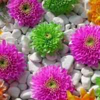 Colorful Flowers