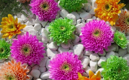 Colorful Flowers