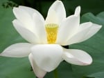 Purity of the soul.. Lotus