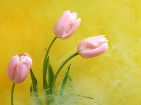 Pink Tulips - leaves, yellow, pink, green