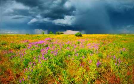 Fields - flowers, sky, fields, nature