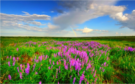 Fields - flowers, sky, fields, nature