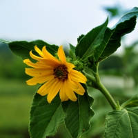 Flower Yellow