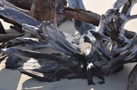 Drift Wood In the early Morning - abstract, sunlight, shadows, Wood