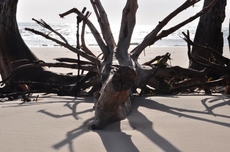 Sun Rise Through the Roots - Wood, beach, sunrise, silhouette, shadow, tree