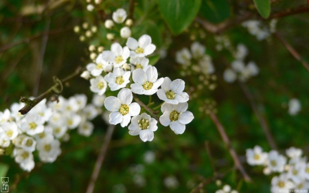 ~Fleurs de Banches~ - white, fleurs de banches, petals, flowers, lovely, spring, small, nature