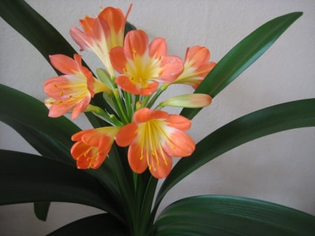 Clivia miniata - nature, green, photography, orange, flower