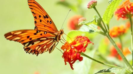 orange-butterfly - butterfly, forest, red, orange, flowers, flower