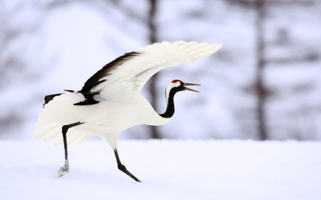 Crane - feather, fly, animal, winter, black, bird, wings, white, crane, snow