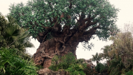 magnificent gnarly tree - tree, gnarly, roots, huge