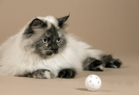 Let's Play - ball, cat, longhaired, siamese