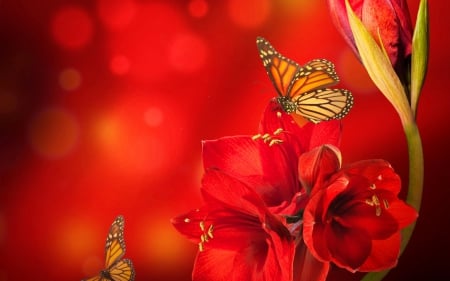 butterflies - skyphoenixx1, animals, wallpaper, picture, insects, red, blossom, flowers, butterflies