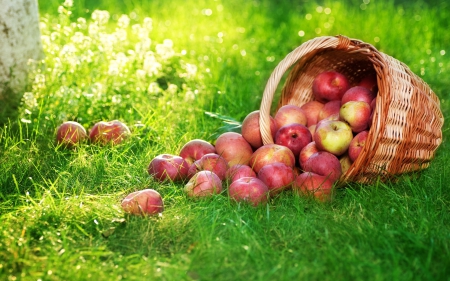 *** Apples *** - greens, basket, apples, nature