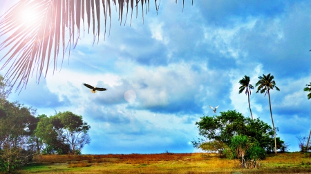 eagle swooping down on a smaller bird - sun rays, birds, trees, sky