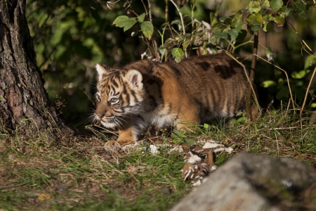 *** Little Tiger *** - cats, wild, animals, tiger