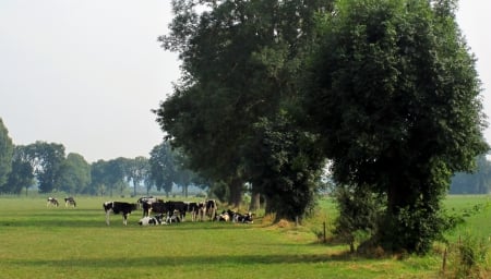 Summer - abstract, summer, photography, animals, cows