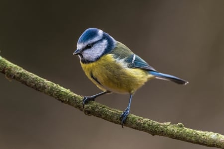 *** It's a Blue Tit *** - animal, animals, bird, birds