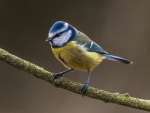 *** It's a Blue Tit ***