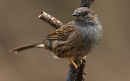 *** Bird *** - animal, animals, little, bird