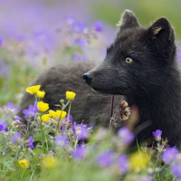 Arctic Fox in Summer Coat