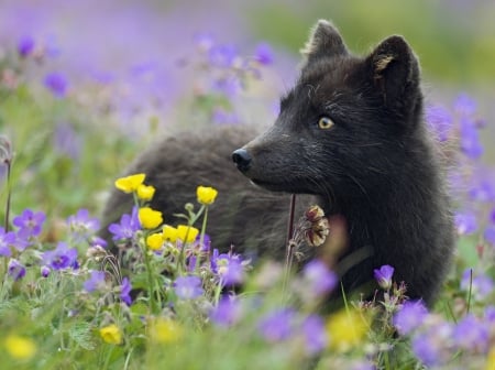 Arctic Fox in Summer Coat - fox, wolf, beautiful, canine, dog, flowers, black, animal, canid, field, arctic, wild