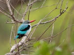 *** KINGFISHER ***