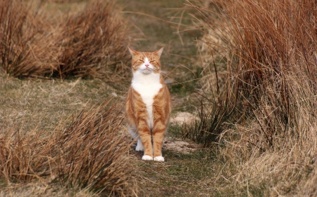 *** Red and white cat *** - animal, cat, animals, cats