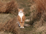 *** Red and white cat ***