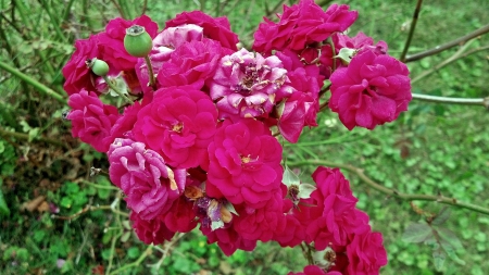 Pretty Flowers - beautiful flowers, pink flowers, Pretty Flowers, red flowers