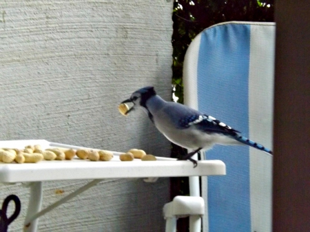 blue jay - blue jay, blue, birds, jays