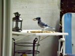 blue jay