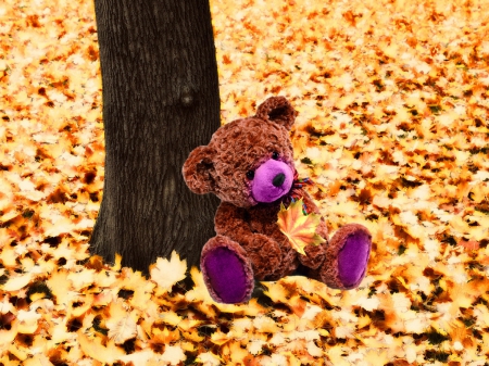 Melancholy - teddy, nature, leaves, autumn