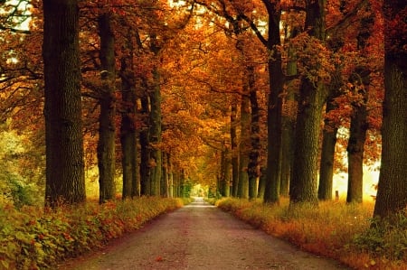 Autumn Alley - trees, sunlight, leaves, colors, road