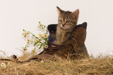 â™¥ cute kitty in a shoe â™¥ - cats, kitty, animals, cute, shoe