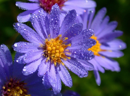 Morning dew - nice, delicate, water, dew, pretty, macro, garden, drops, harmony, morning, droplets, wet, lovely, nature, blue, beautiful, flowers