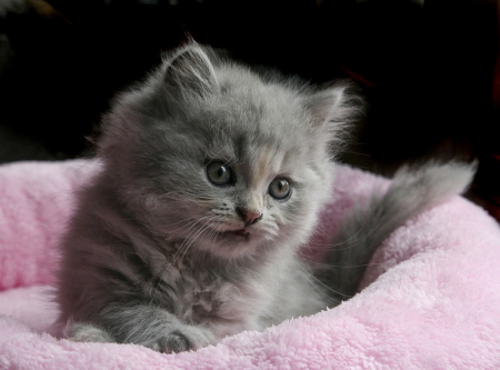 Sweet kitten